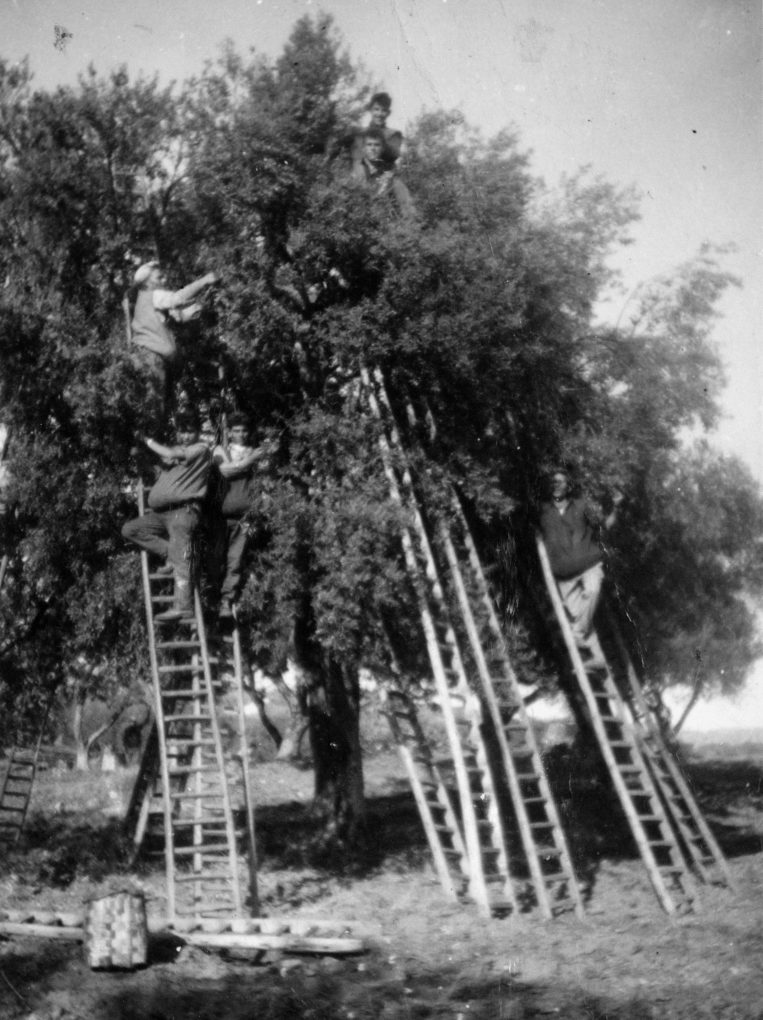 La raccolta degli ulivi